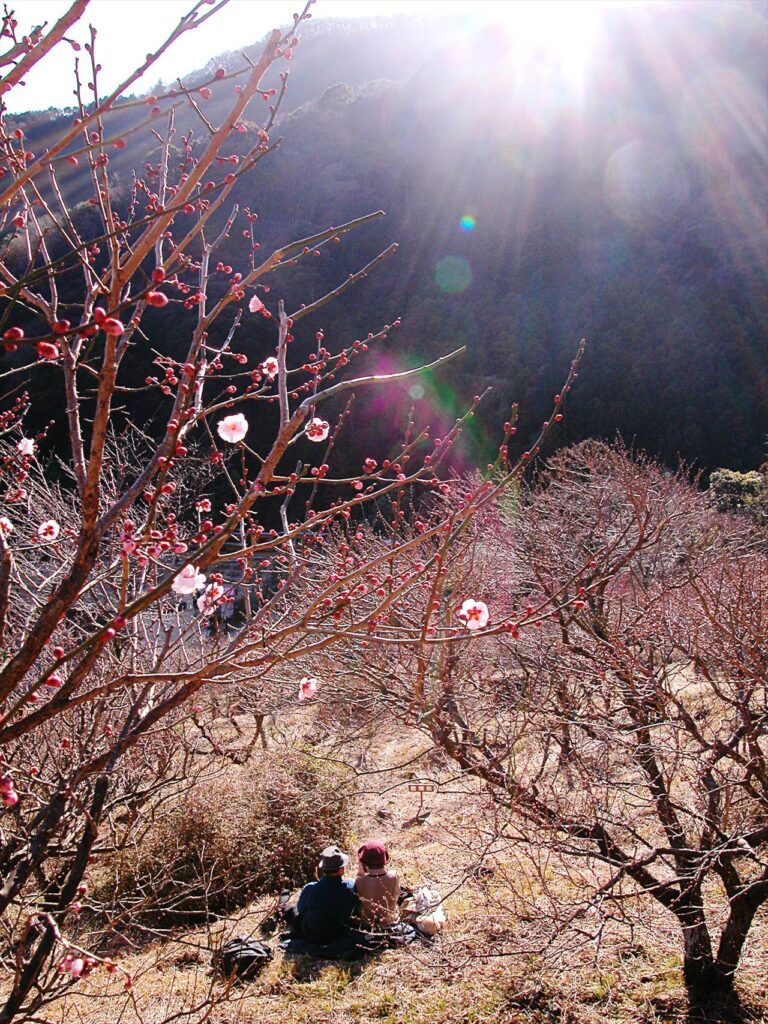 Makuyama Park、Yugawara Plum Grove, Kanagawa Prefecture