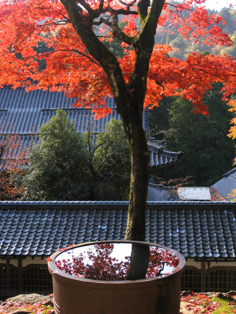 Eiheiji Temple, Fukui Prefecture
Autumn Foliage