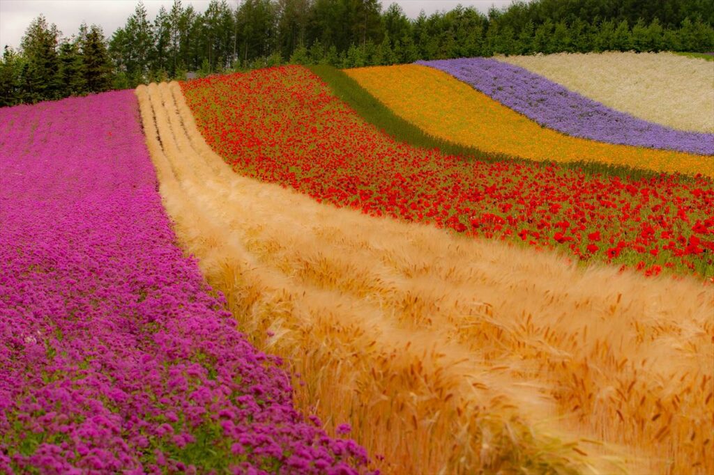 Tomita Lavender farm at furano,hokkaido,japan