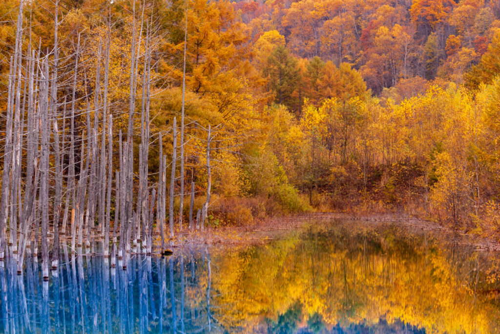 Shirigane Blue pond at biei in autumn,hokkaido,japan