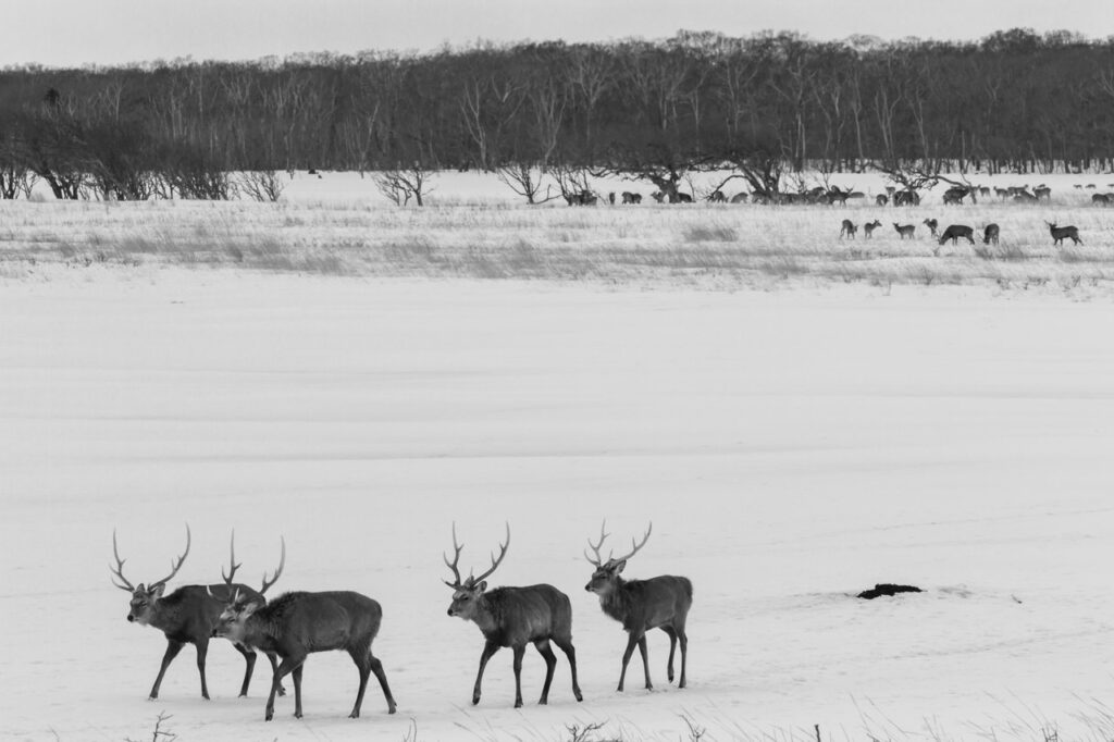 Large herd of Ezo sika deer, Notsuke Peninsula,hokkaido,japna