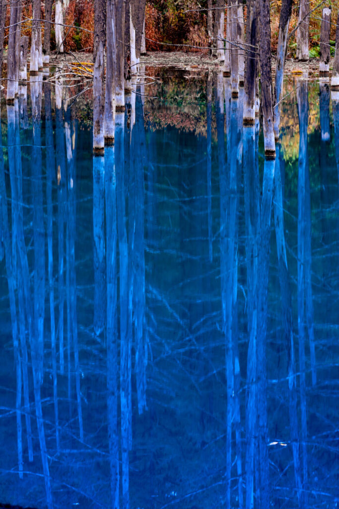 Shirigane Blue pond at biei in autumn,hokkaido,japan