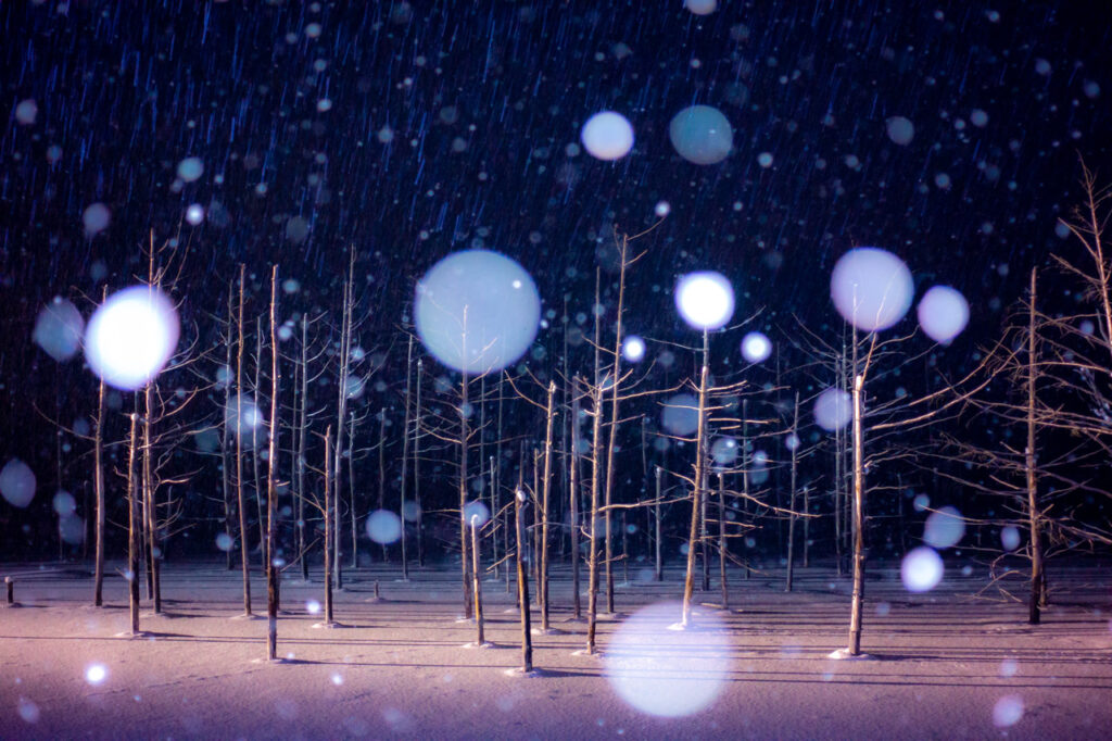 Illuminated shirogane blue pond in winter,biei,hokkaido,japan