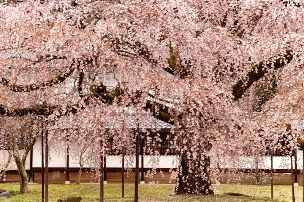 weeping cherry tree, Daigoji, Kyoto, Japan