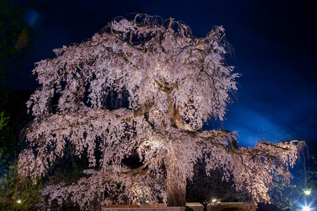 weeping cherry tree, Maruyama Park, Kyoto, Japan