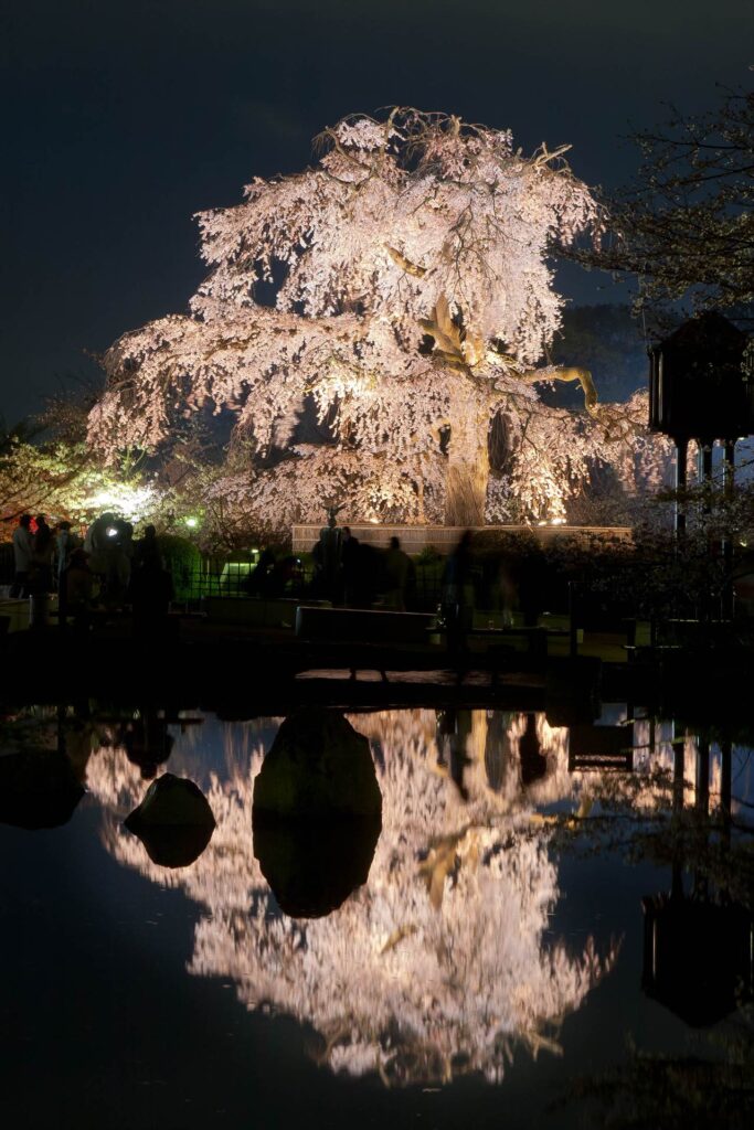 weeping cherry tree, Maruyama Park, Kyoto, Japan