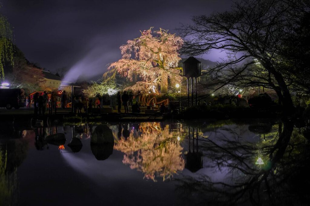 weeping cherry tree, Maruyama Park, Kyoto, Japan