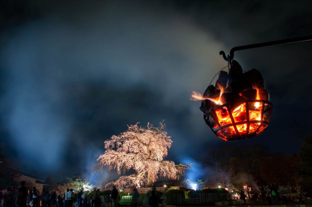 weeping cherry tree, Maruyama Park, Kyoto, Japan