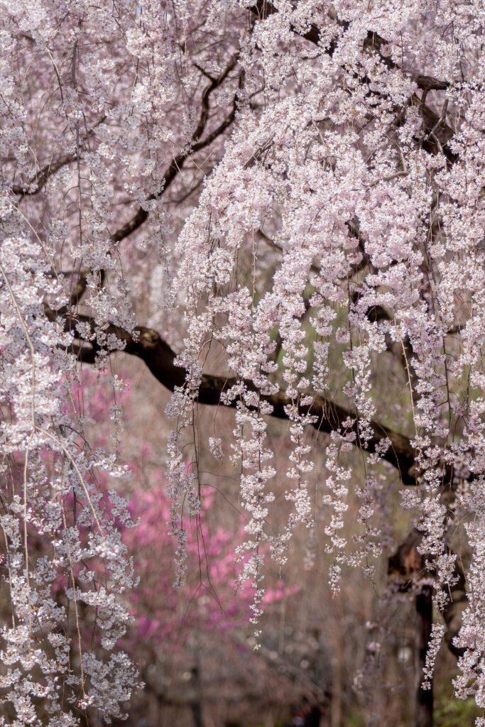 weeping cherry tree, Daigoji, Kyoto, Japan