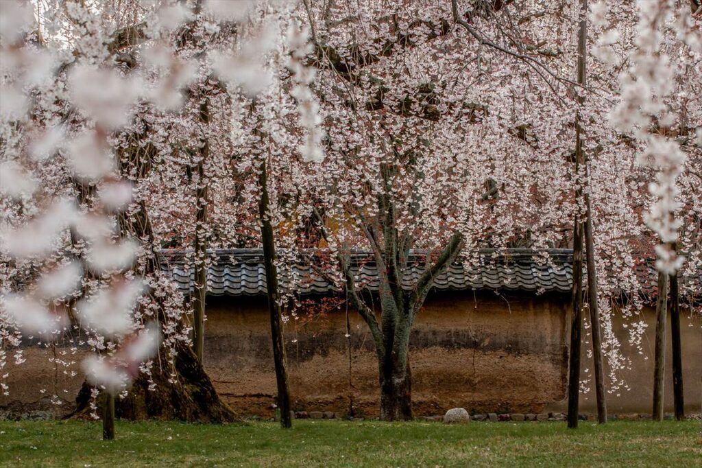 weeping cherry tree, Daigoji, Kyoto, Japan