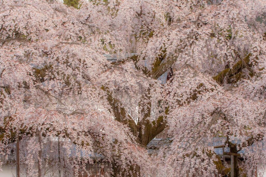 weeping cherry tree, Daigoji, Kyoto, Japan