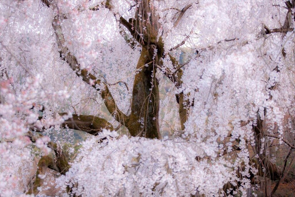 weeping cherry tree, Daigoji, Kyoto, Japan