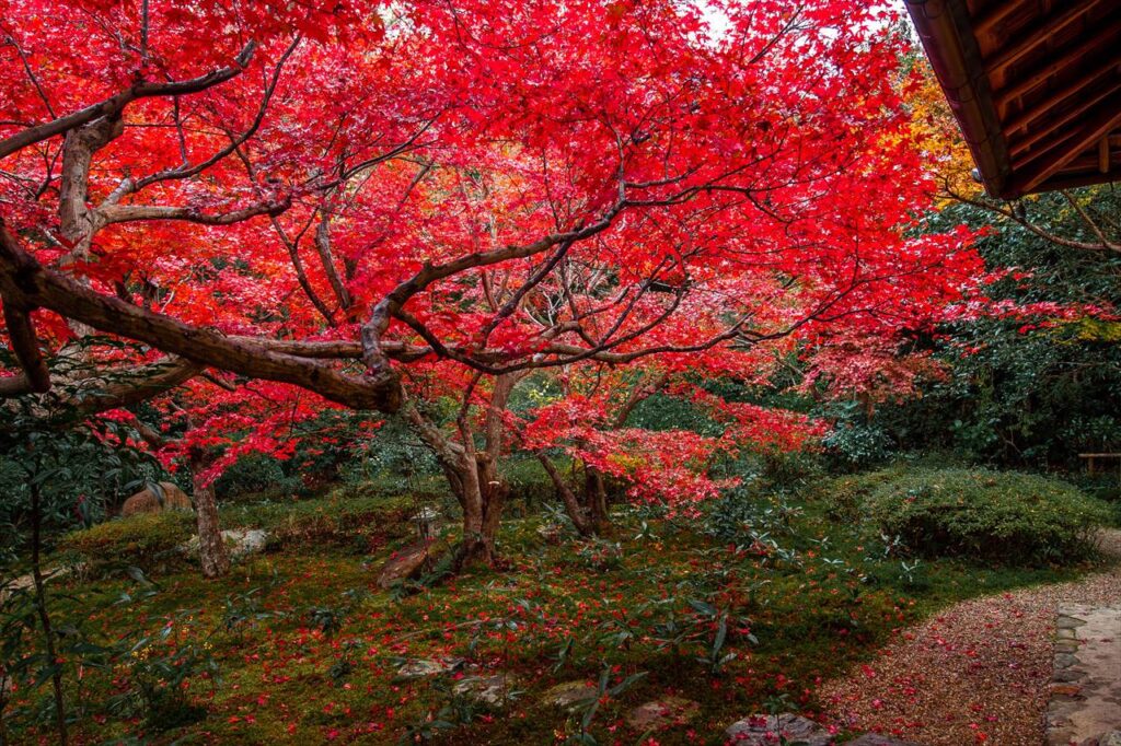 Red leaves of enrian