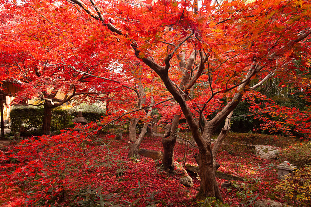 Red leaves of enrian