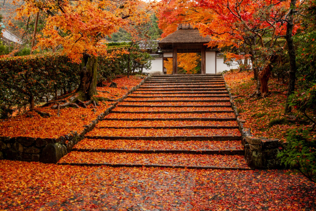 Anrakuji Templered leaves