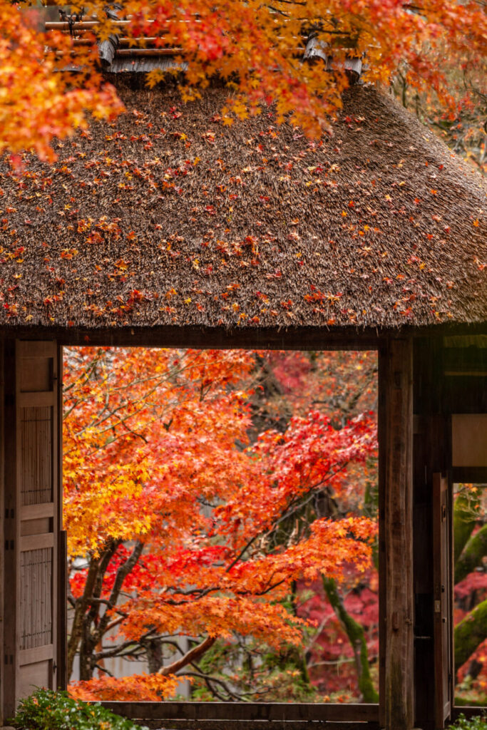 Anrakuji Temple red leaves