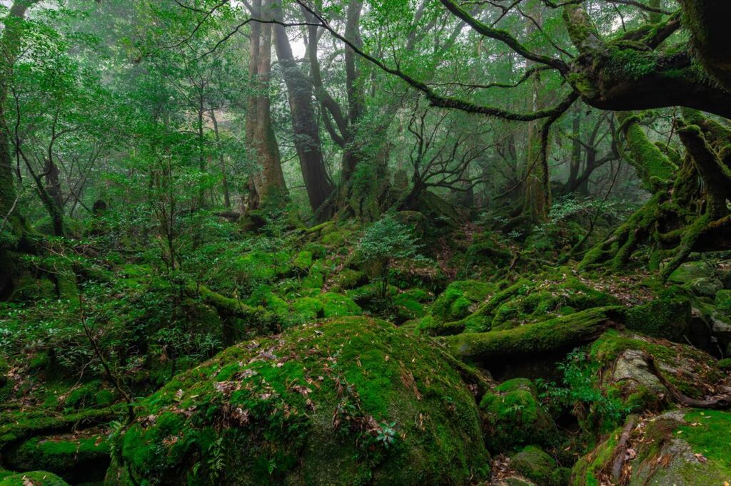 Shiratani unsuikyo valley at yakushima island,kagoshima,japan