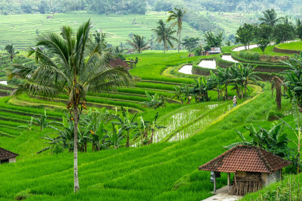 Bali Island、
Jatiluwih Rice Terrace