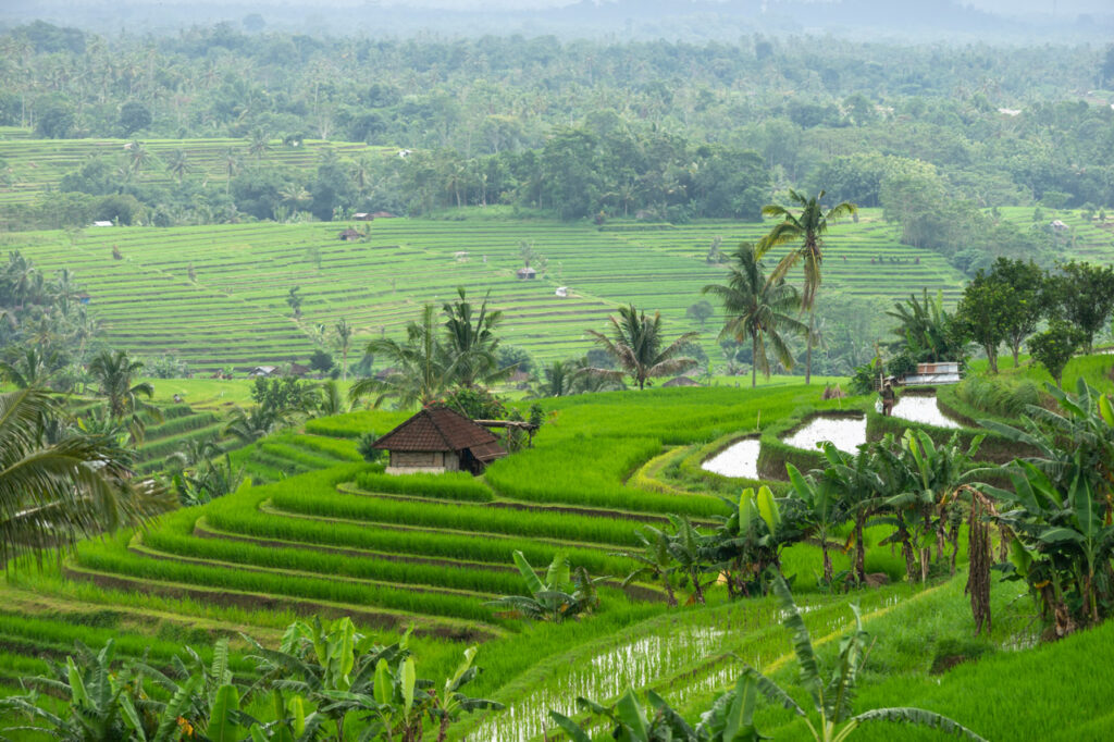 Bali Island、 Jatiluwih Rice Terrace