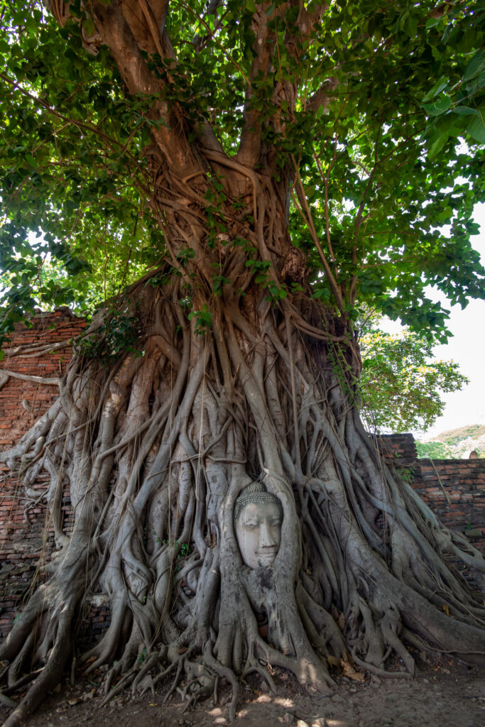 Ayutthaya、Wat Mahathat