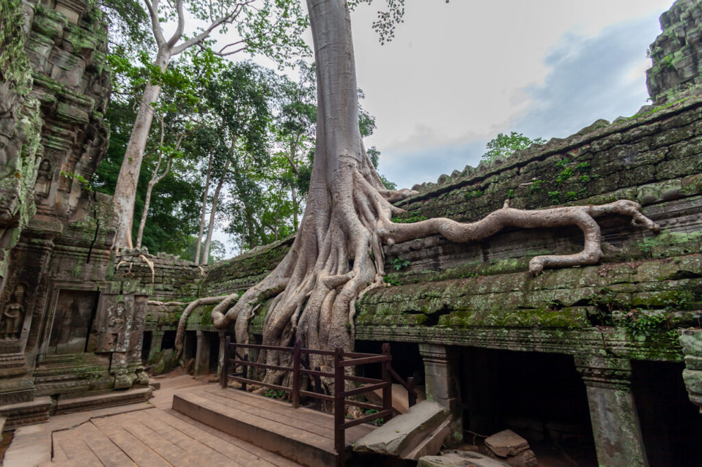 Siem Reap、Ta Prohm Temple