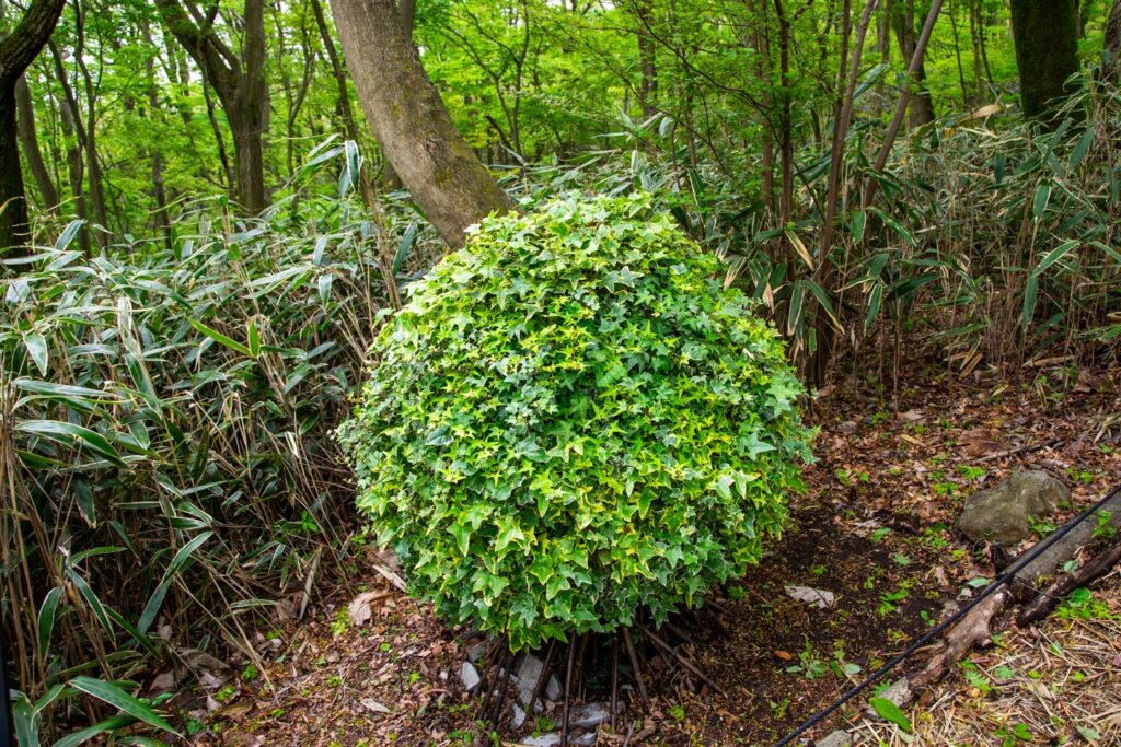 image of Nicolai Bergmann Hakone Gardens