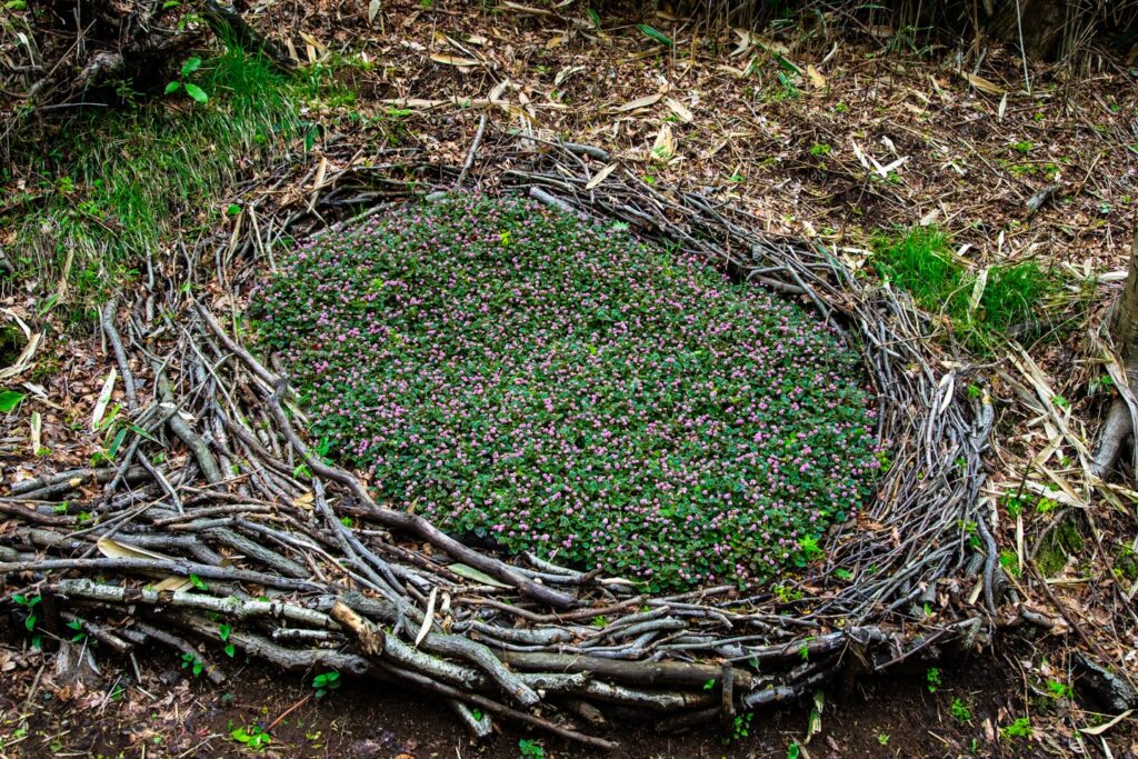 image of Nicolai Bergmann Hakone Gardens