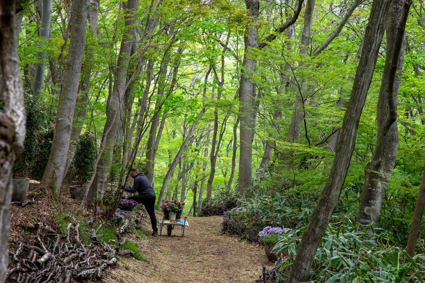 image of Nicolai Bergmann Hakone Gardens