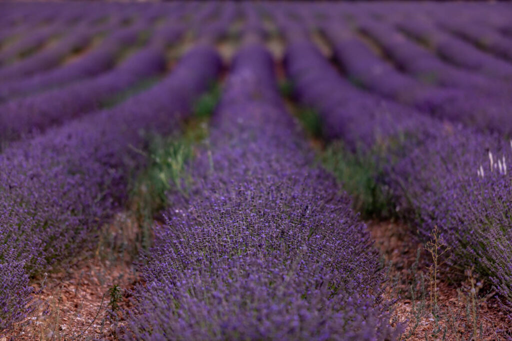 Lavender fields in Saint-Trinit