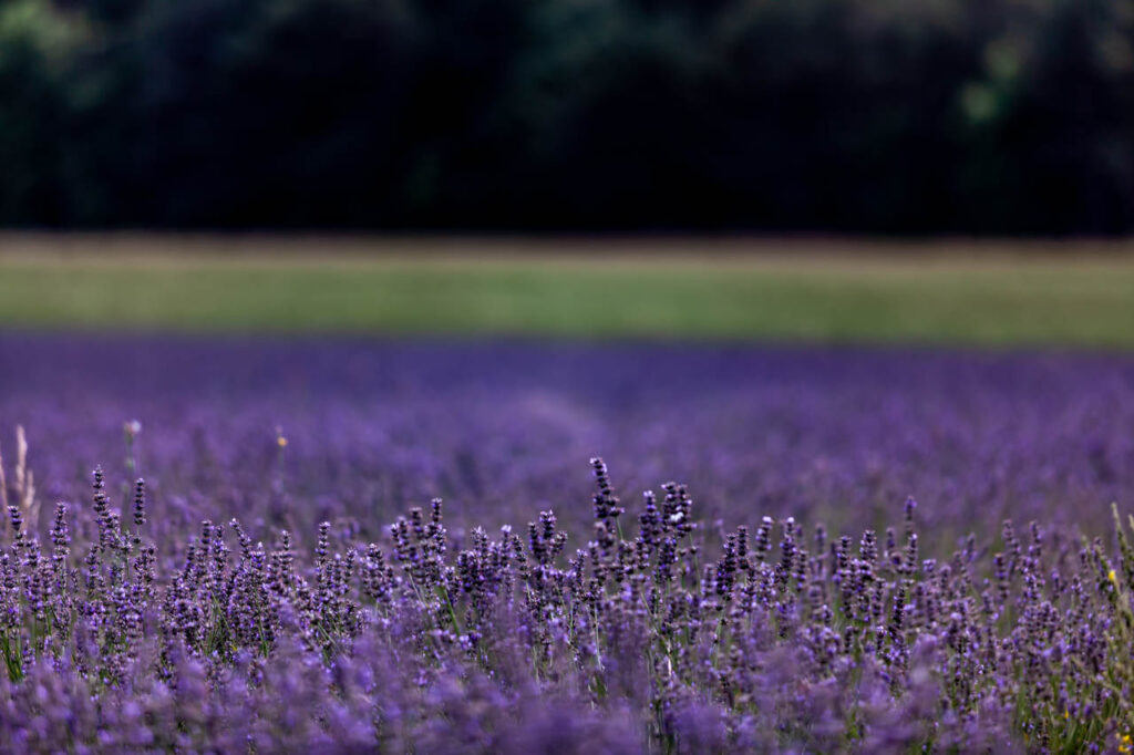 Lavender fields in Saint-Trinit