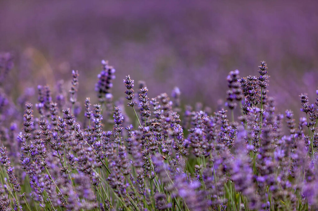 Lavender fields in Saint-Trinit