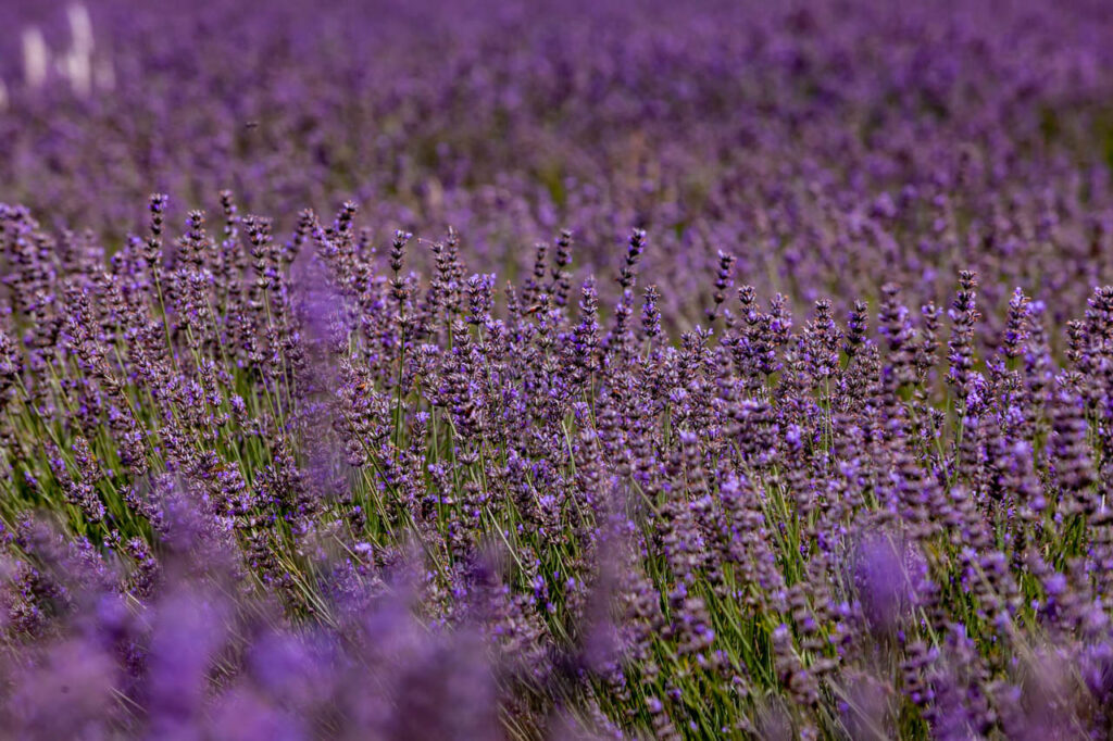 Lavender fields in Saint-Trinit