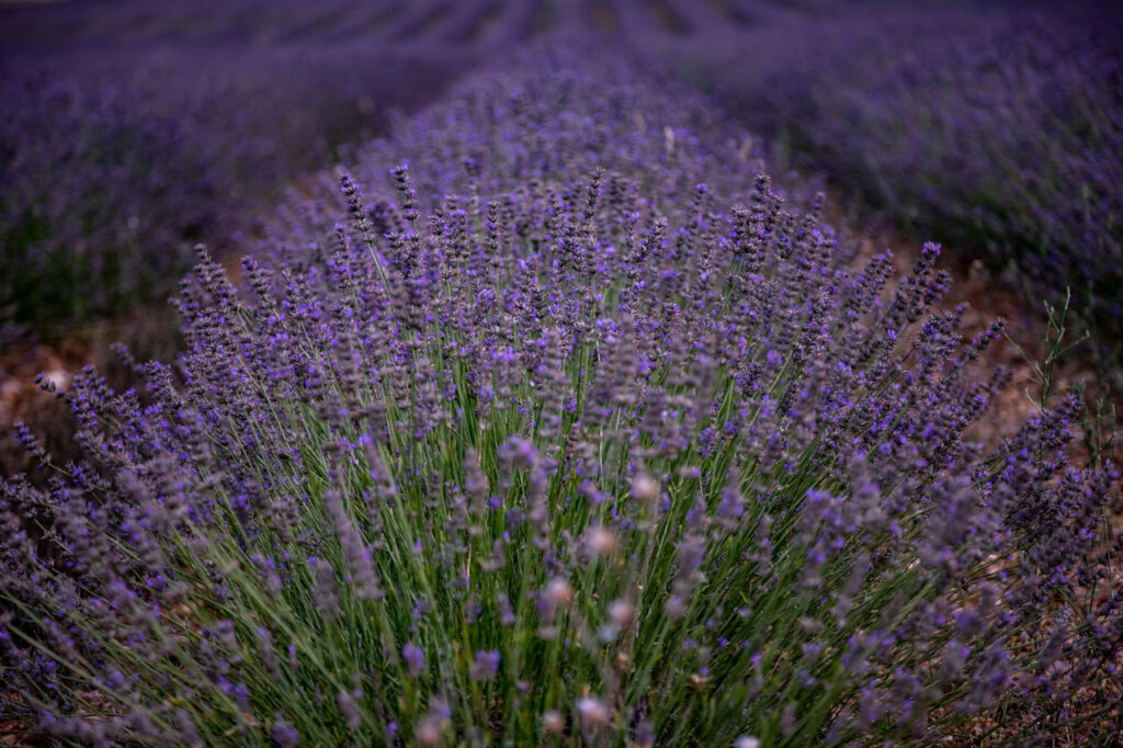 Lavender fields in Saint-Trinit