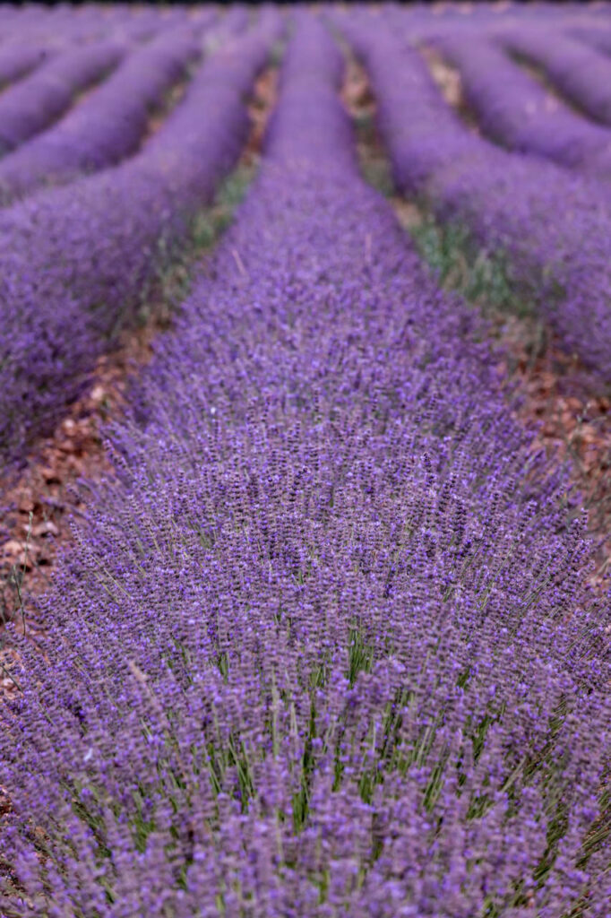 Lavender fields in Saint-Trinit