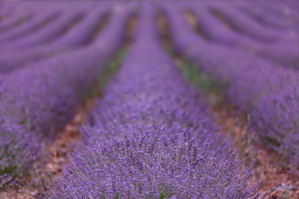 Lavender fields in Saint-Trinit