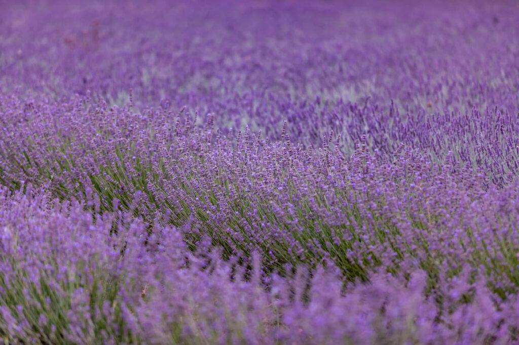 Lavender fields in Saint-Trinit