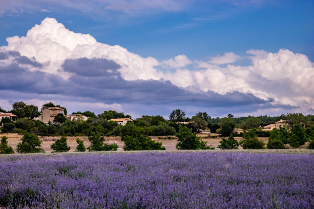 Lavender fields in Saint-Trinit