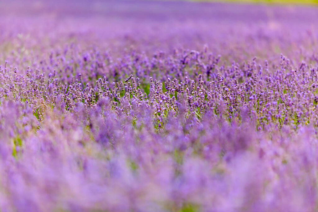 Lavender fields in Saint-Trinit