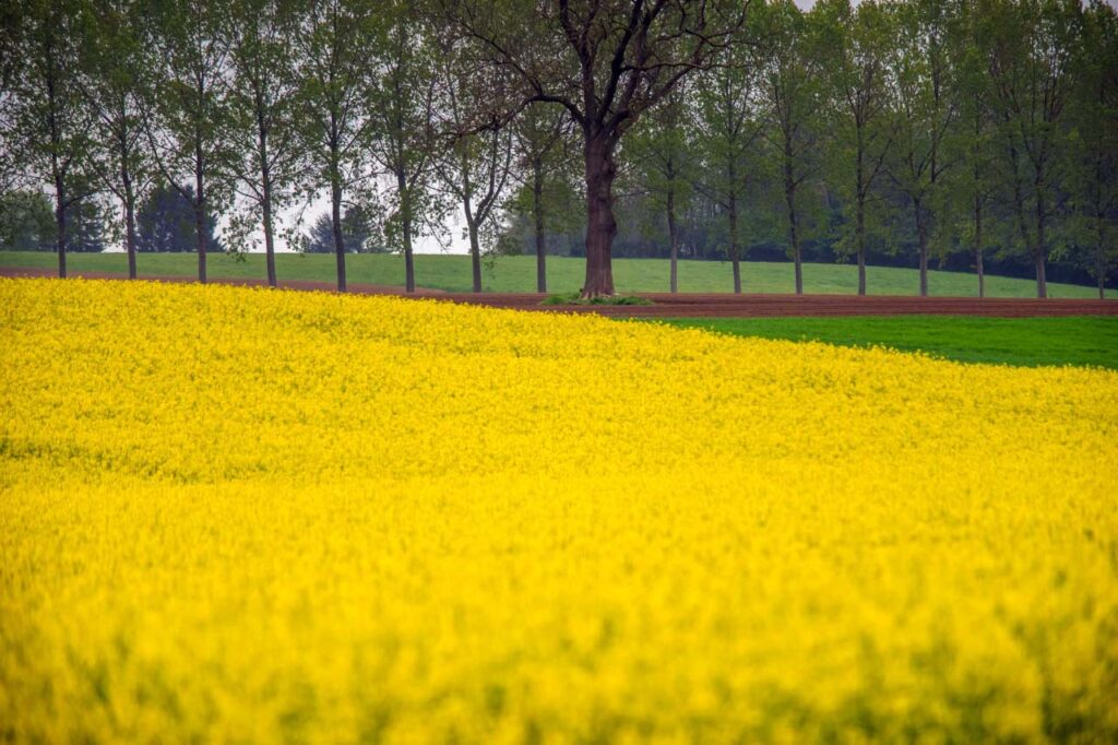 Beautiful scenery in the suburb of Tinlot