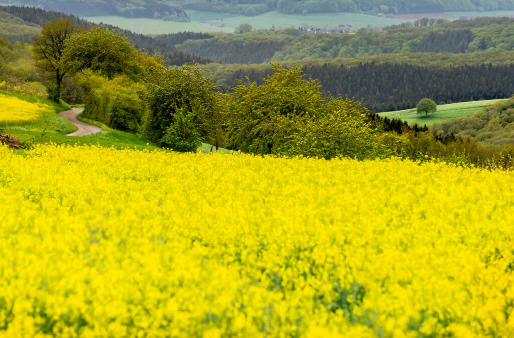 Bourscheid, a small, beautiful village in the north of Luxembourg